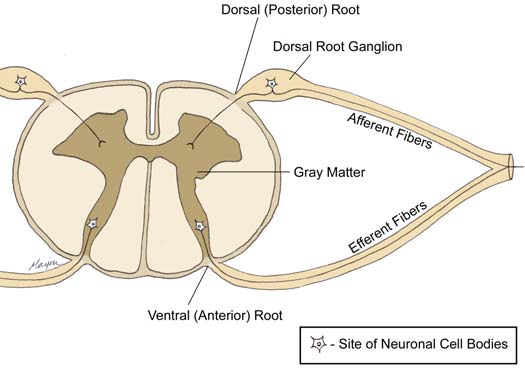 site of neuronal cell bodies