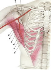 Brachial plexus injury, Mod Quad , Surgery Step , Mod Quad surgery, Mod Quad operation, Mod Quad surgery 