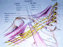 Brachial plexus anatomy